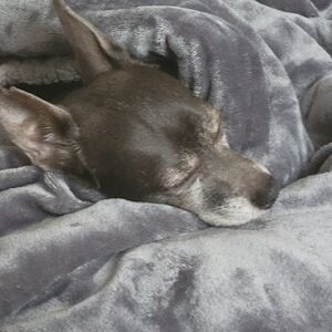 Meet your Posher, Monica